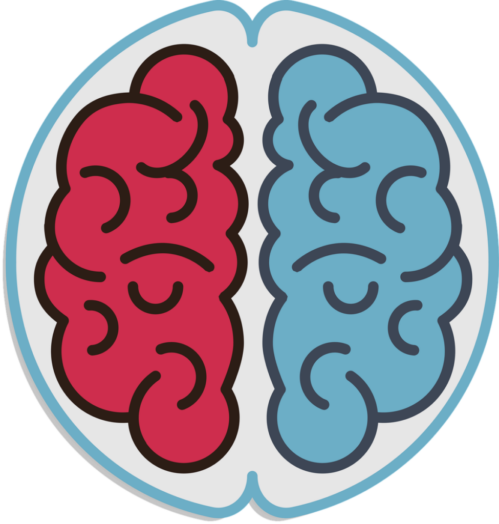 brain, left, right, education, illustrative, biology, science, left brain, right brain, left hemisphere, right hemisphere, icon, cartoon, digital drawing, flat drawing, cut out, brain, brain, brain, brain, right, left brain, left brain, left brain, left brain, left brain, right brain, right brain, right brain, left hemisphere